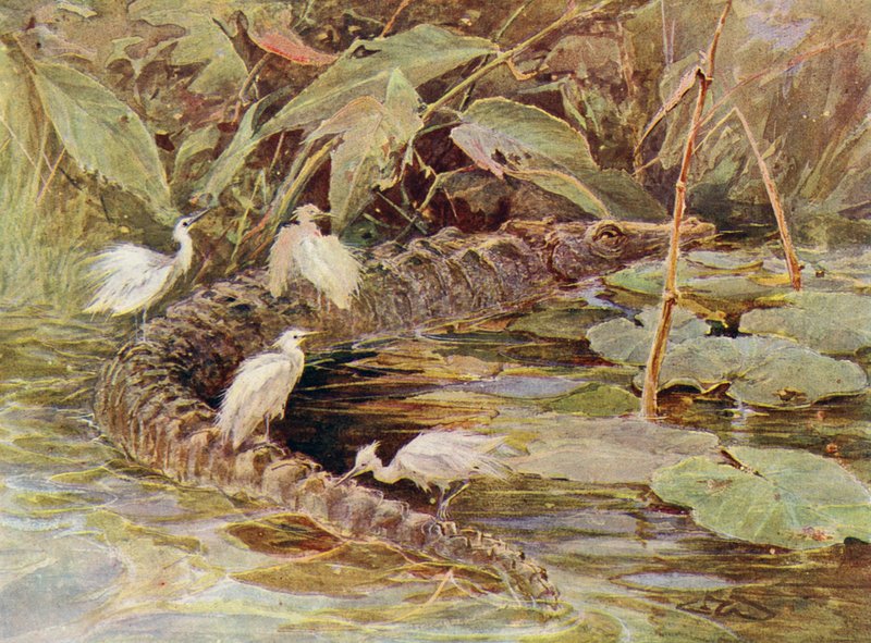 Krokotiili ja hoitajahaikarat (väri litho) tekijältä Charles (after) Whymper