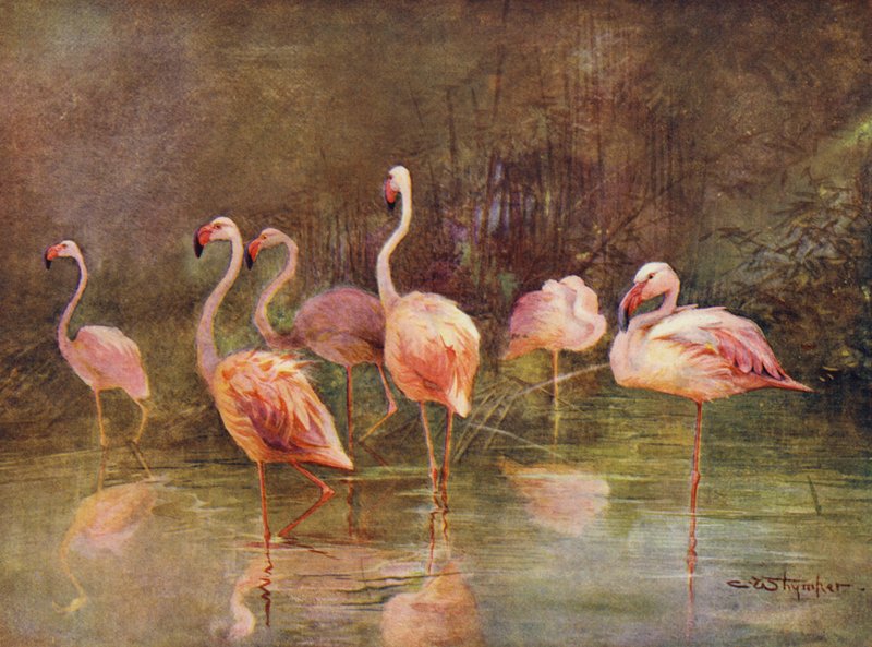Flamingot (väri litho) tekijältä Charles (after) Whymper