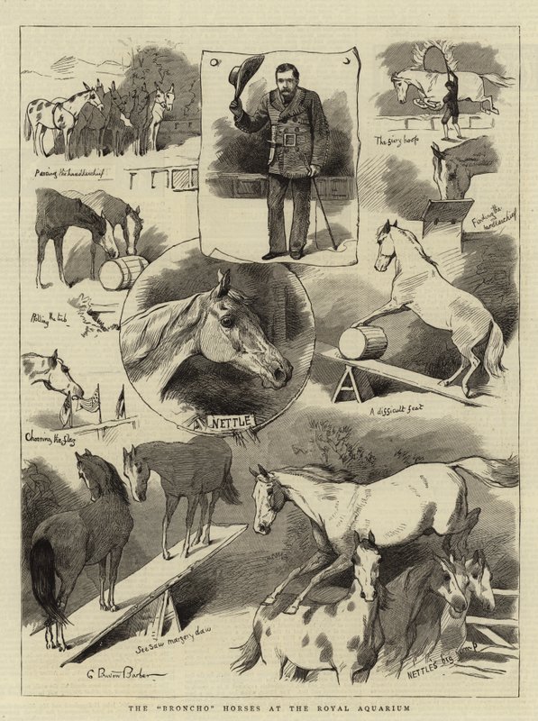 Broncho Horses Royal Aquariumissa tekijältä Charles Burton
