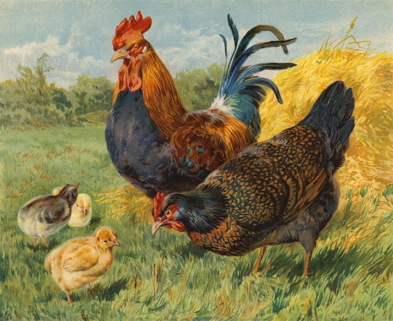 Kanat (chromolitho) tekijältä Charles Collins