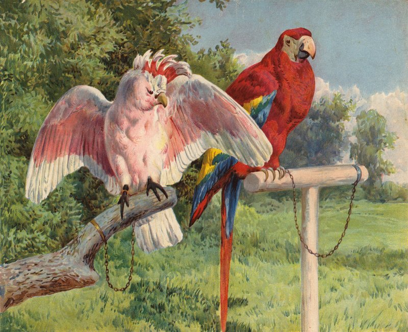 Kakadu ja ara (chromolitho) tekijältä Charles Collins