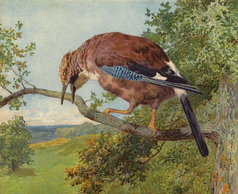 Euraasian Jay (chromolitho) tekijältä Charles Collins
