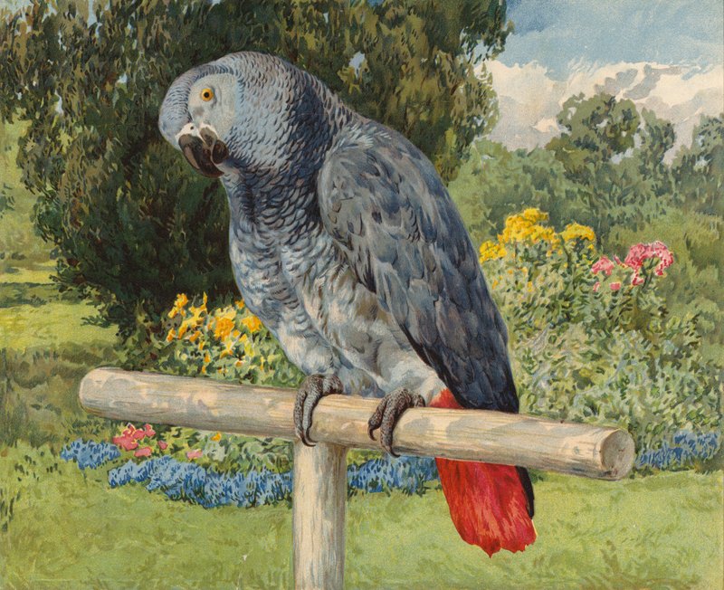 Harmaa papukaija (chromolitho) tekijältä Charles Collins