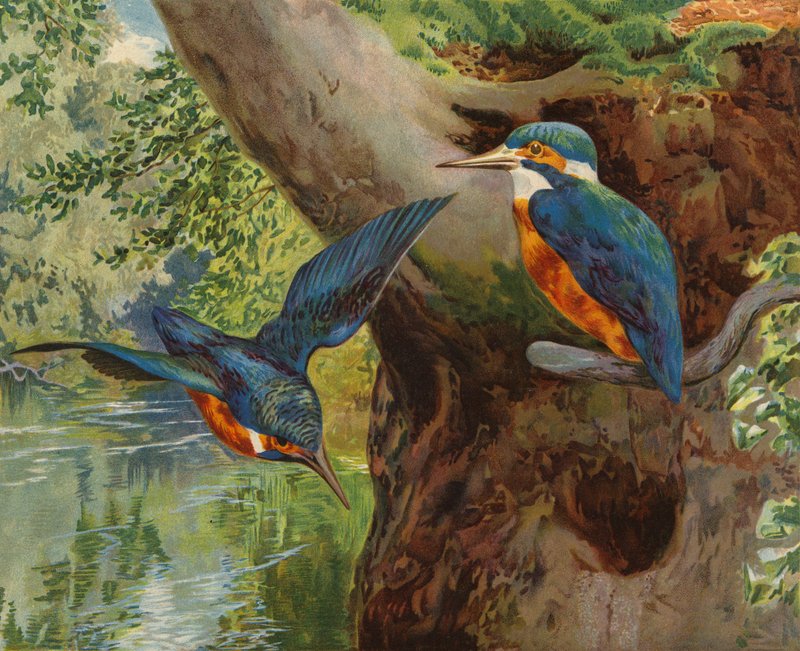 Kuningaskalat (chromolitho) tekijältä Charles Collins