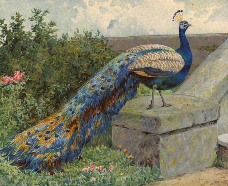 riikinkukko (chromolitho) tekijältä Charles Collins