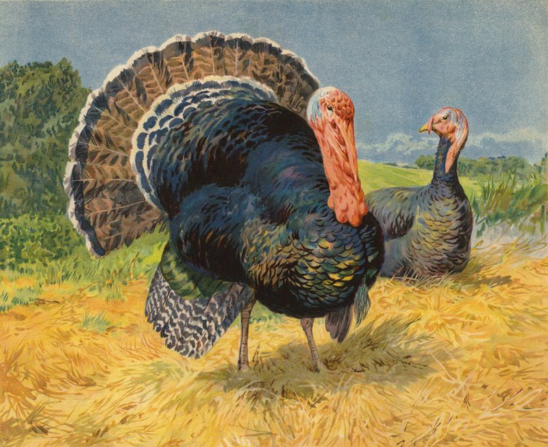 Kalkkunat (chromolitho) tekijältä Charles Collins