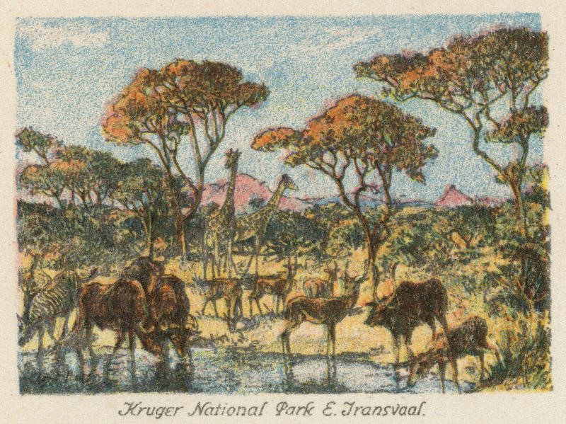 Etelä-Afrikka: Krugerin kansallispuisto, E Transvaal (värilitro). tekijältä Charles Ernest Peers