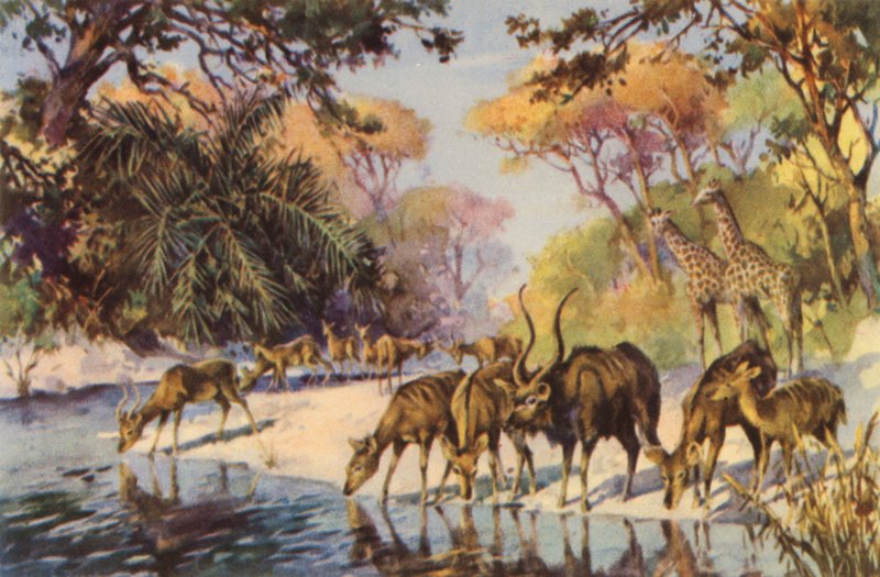 Etelä-Afrikka: Krugerin kansallispuisto, Transvaal (värilitro). tekijältä Charles Ernest Peers