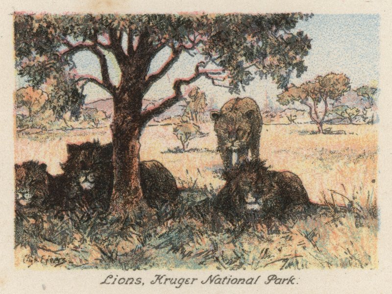 Etelä-Afrikka: Krugerin kansallispuisto (värilitro). tekijältä Charles Ernest Peers