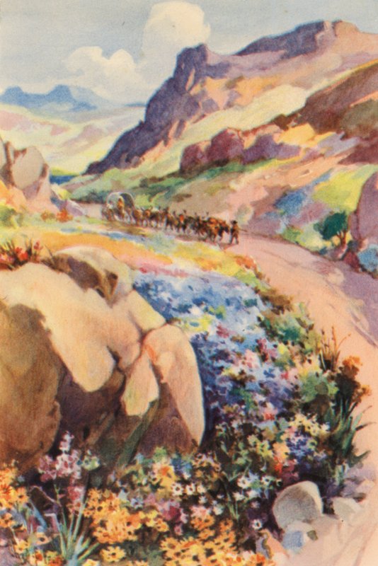 Etelä-Afrikka: Namaqualand Flowers (värilitra). tekijältä Charles Ernest Peers