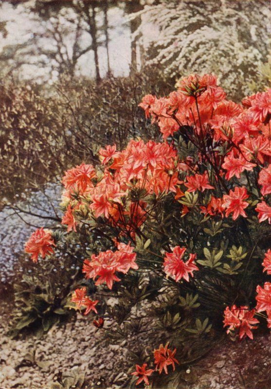 Hardy Azalea -pensas (värikuva) tekijältä Charles Essenhigh Corke