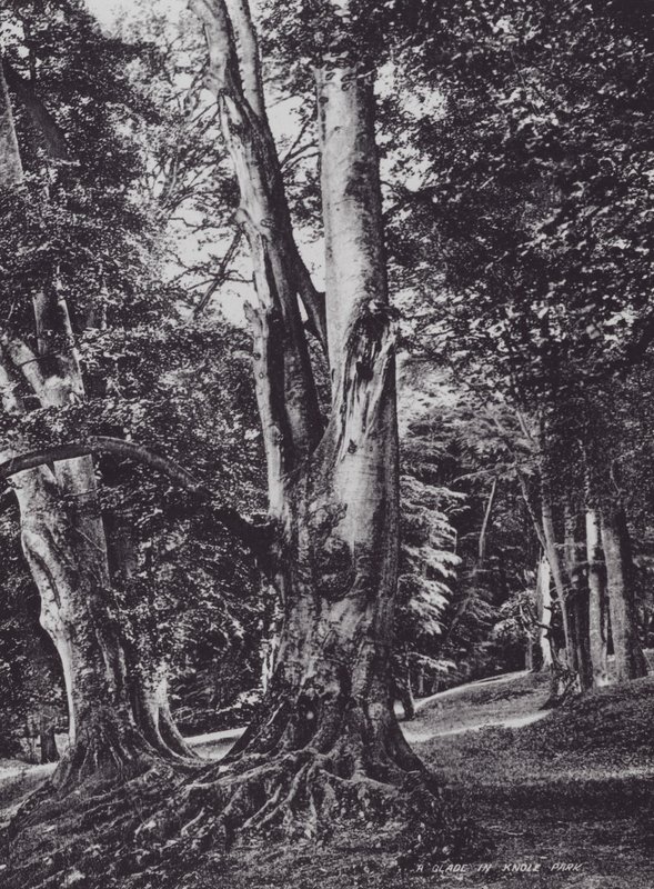 A Glade in Knole Park (s/w-kuva) tekijältä Charles Essenhigh Corke