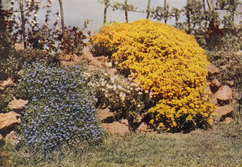 Rockery Wall, Aubrietia, Sun Rose, Yellow Alyssum (värikuva) tekijältä Charles Essenhigh Corke