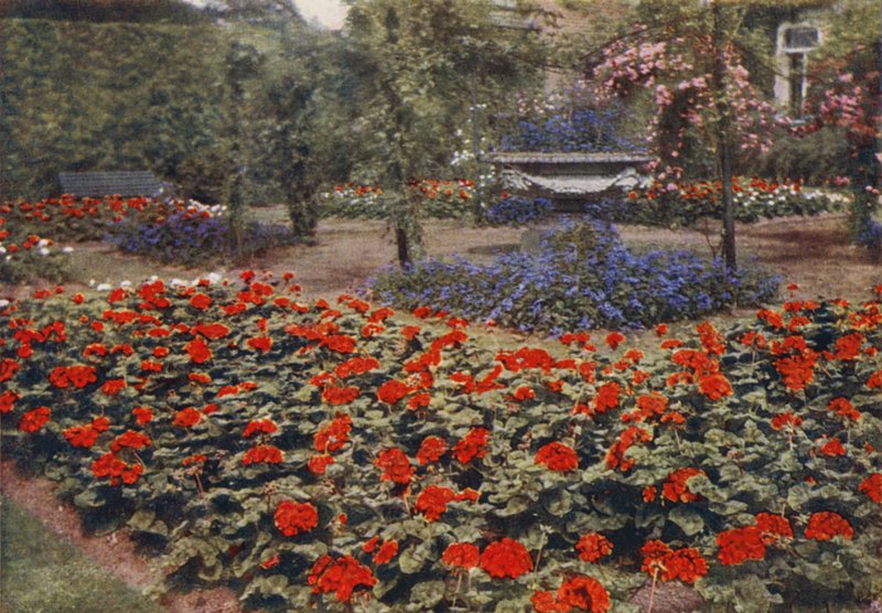 Geranium Paul Crampel and Other Summer Flowers (colour photo)   1319687   fi       finnish Successfully Translated  Original: Berouw brengt waarheid aan het licht en aanschouwt Gods rechtvaardigheid Triomf van de waarheid (series title) Translat: Berouw br tekijältä Charles Essenhigh Corke