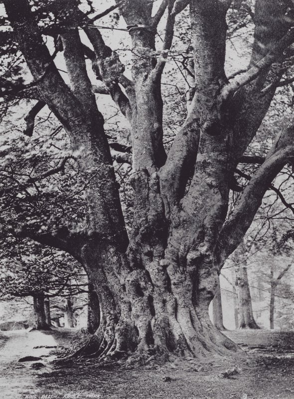 King Beech, Knole Park (m/w kuva) tekijältä Charles Essenhigh Corke