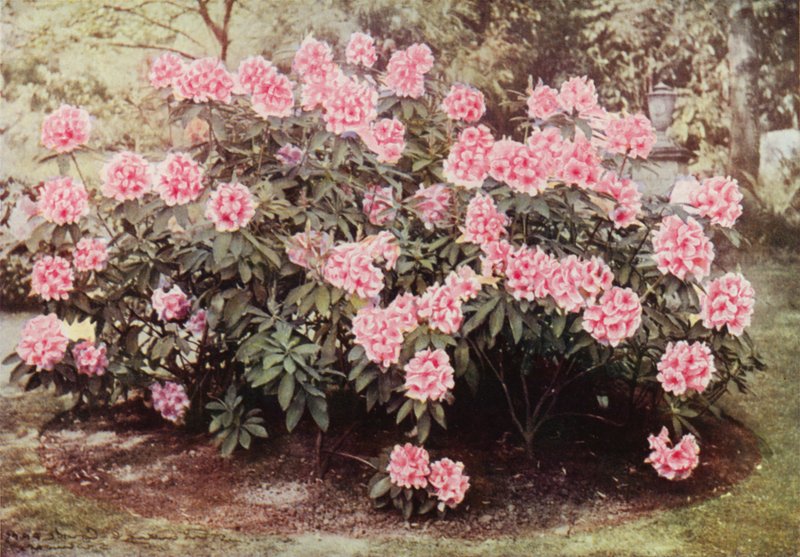 Rhododendron Pink Pearl, "The Heights", Witley, rouva Farnhamin asuinpaikka (värikuva) tekijältä Charles Essenhigh Corke