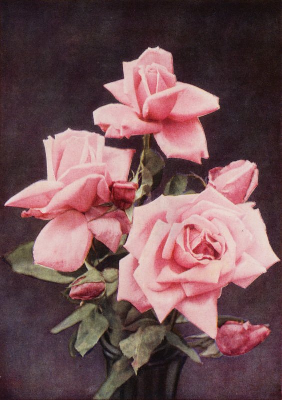 Rose Lady Ashtown (värikuva) tekijältä Charles Essenhigh Corke