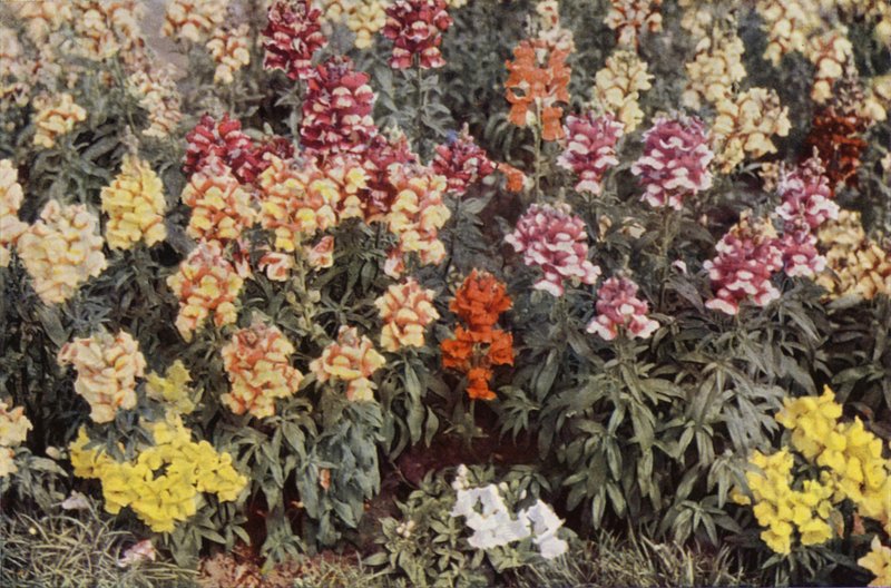 Snapdragons (värikuva) tekijältä Charles Essenhigh Corke