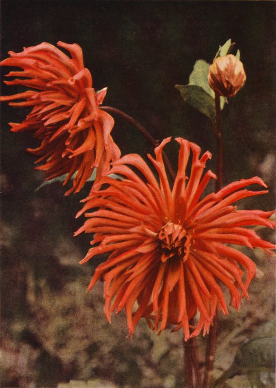 Cactus Dahlia "Brisbane" (värikuva) tekijältä Charles Essenhigh Corke