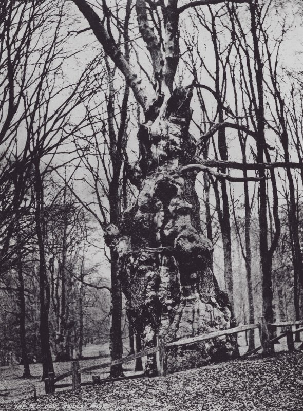 The Old Oak, Knole Park (m/w kuva) tekijältä Charles Essenhigh Corke