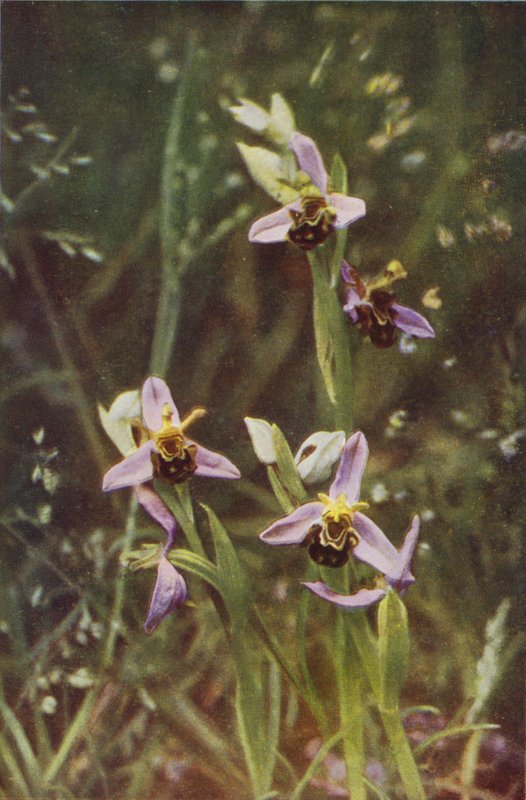 Villikukat: Bee Orchis (värikuva) tekijältä Charles Essenhigh Corke