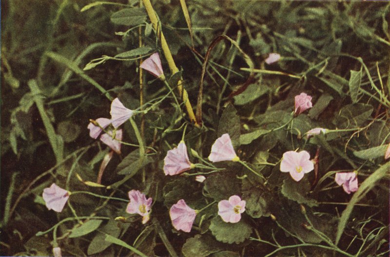Villikukat: Bindweed (värikuva) tekijältä Charles Essenhigh Corke