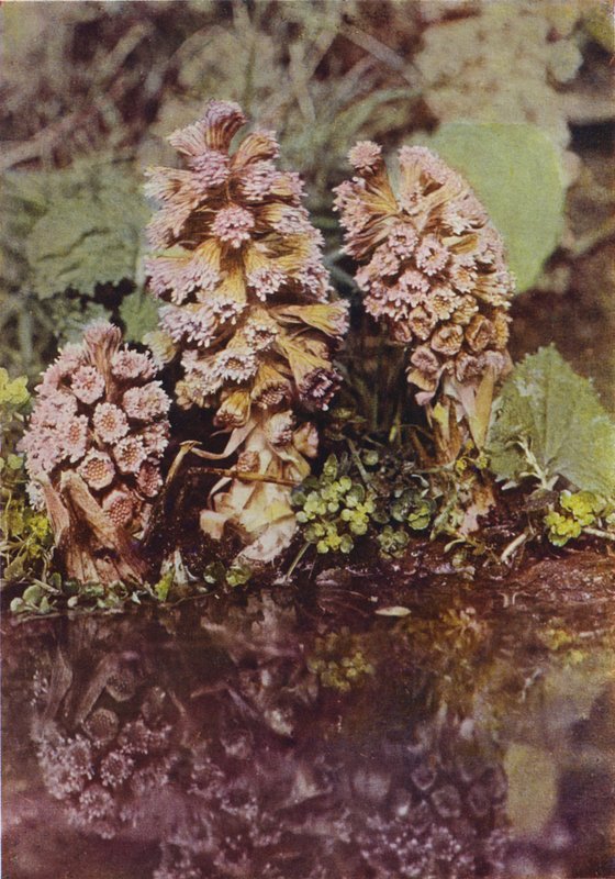 Villikukat: Bitterbur (värikuva) tekijältä Charles Essenhigh Corke