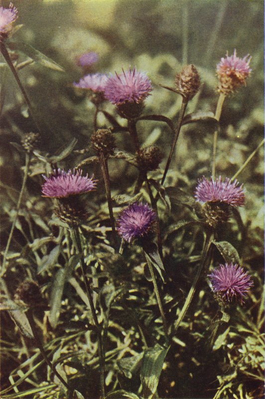 Villikukat: Black Knapweed (värikuva) tekijältä Charles Essenhigh Corke