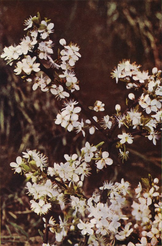 Villikukat: Blackthorn (värikuva) tekijältä Charles Essenhigh Corke