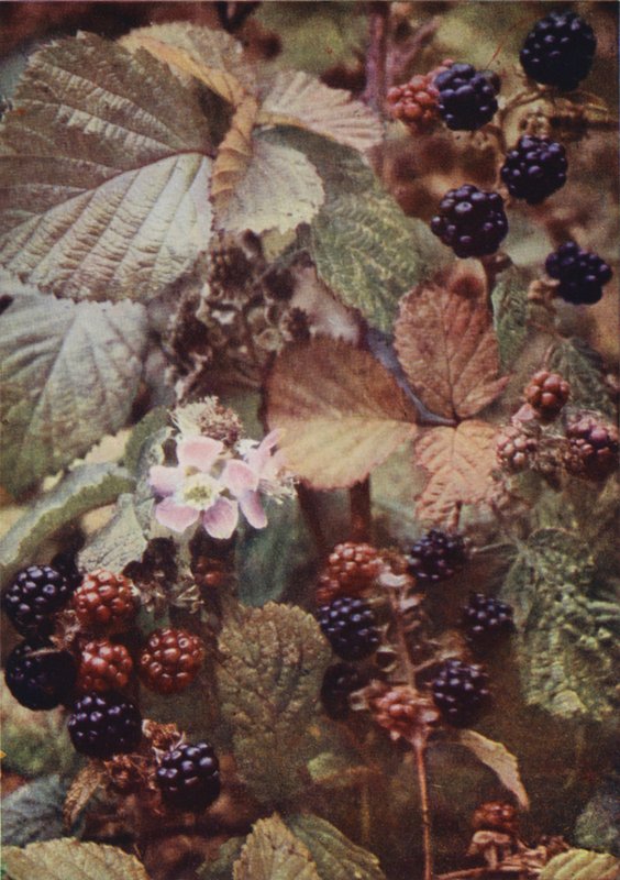 Villikukat: Bramble (värikuva) tekijältä Charles Essenhigh Corke