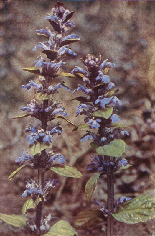 Villikukat: Bugle (värikuva) tekijältä Charles Essenhigh Corke