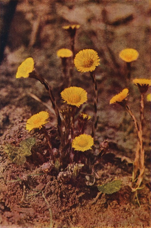 Villikukat: Coltsfoot (värikuva) tekijältä Charles Essenhigh Corke