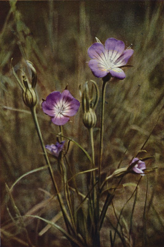Villikukat: Corn-Cockle (värikuva) tekijältä Charles Essenhigh Corke