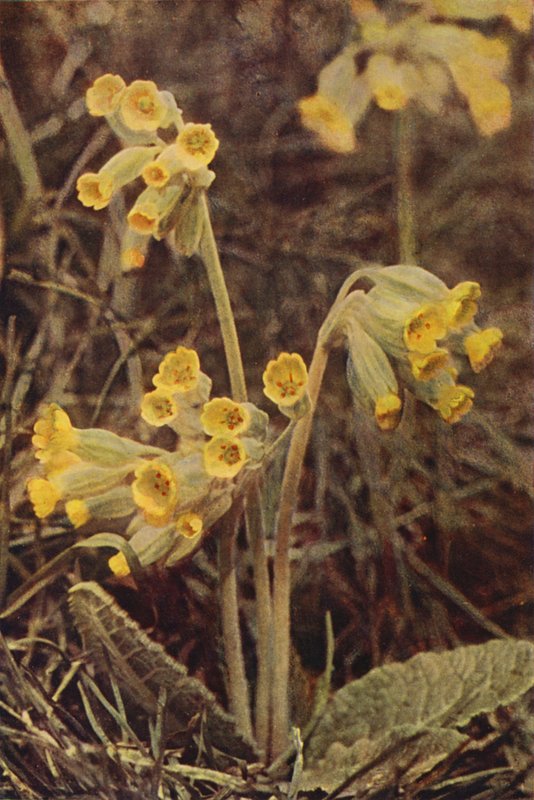 Villikukat: Cowslip (värikuva) tekijältä Charles Essenhigh Corke