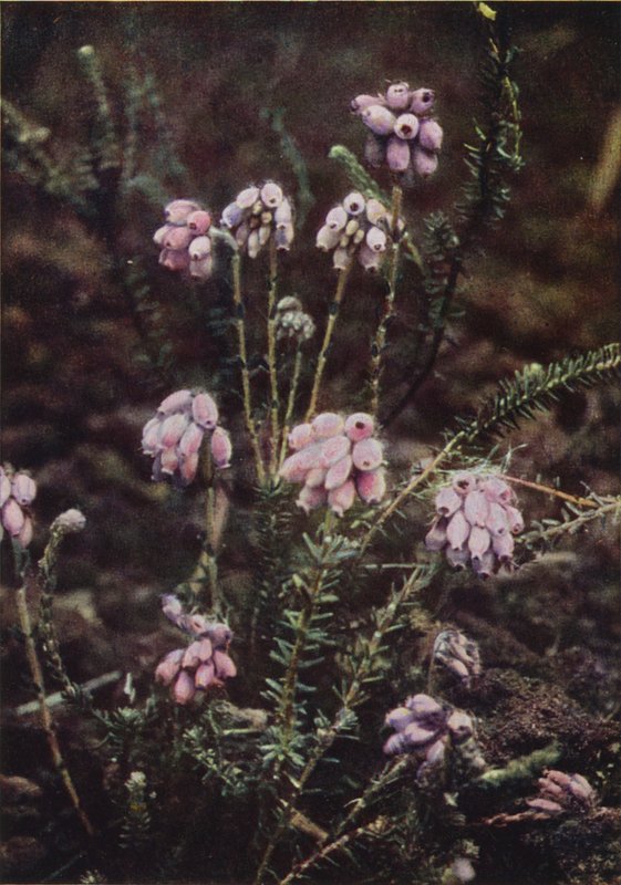 Villikukat: Cross-Leaved Heath (värikuva) tekijältä Charles Essenhigh Corke