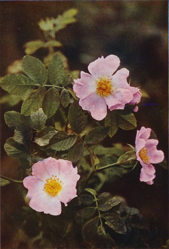 Villikukat: Dog Rose (värikuva) tekijältä Charles Essenhigh Corke