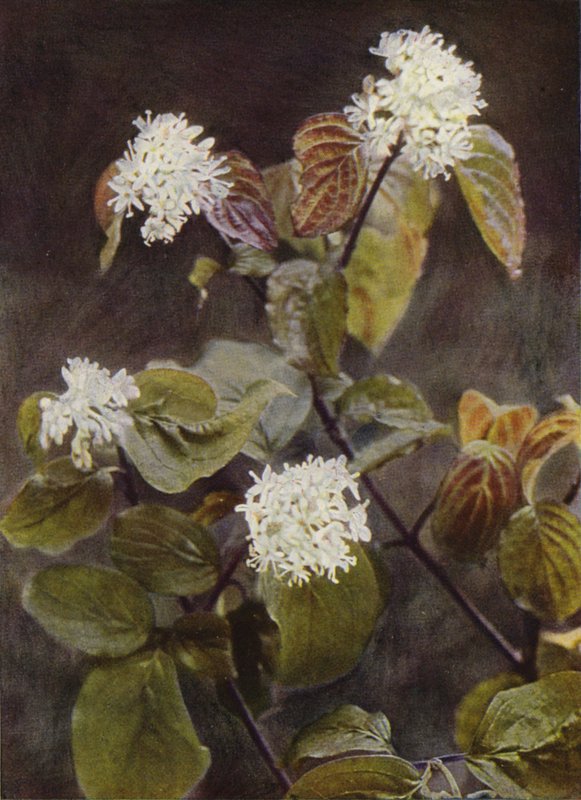 Villikukat: Dogwood (värikuva) tekijältä Charles Essenhigh Corke