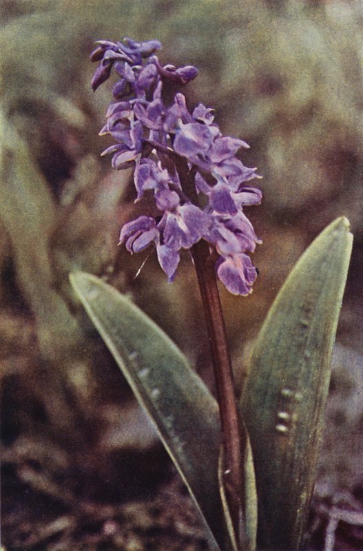 Luonnonkasvit: Early Purple Orchid (värikuva) tekijältä Charles Essenhigh Corke