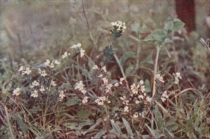 Villikukat: Eyebright (värikuva) tekijältä Charles Essenhigh Corke