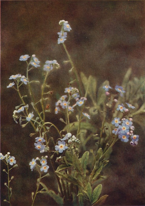Villikukat: Forget-Me-Not (värikuva) tekijältä Charles Essenhigh Corke