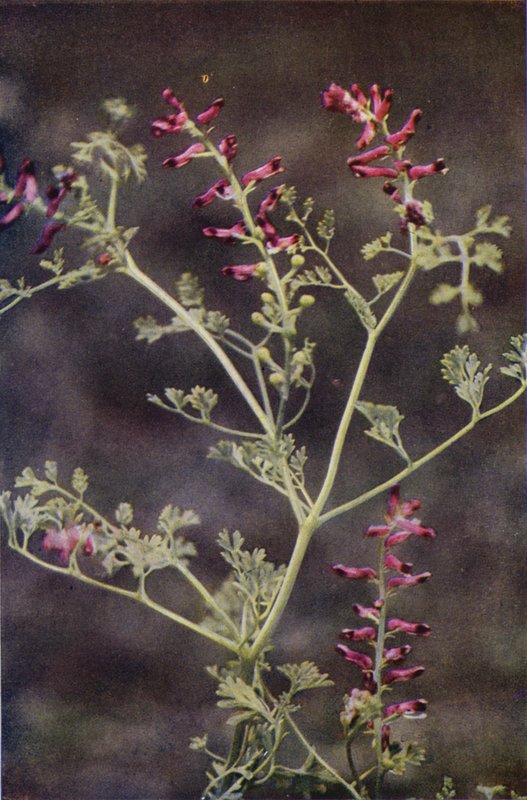 Villikukat: Fumitory (värikuva) tekijältä Charles Essenhigh Corke