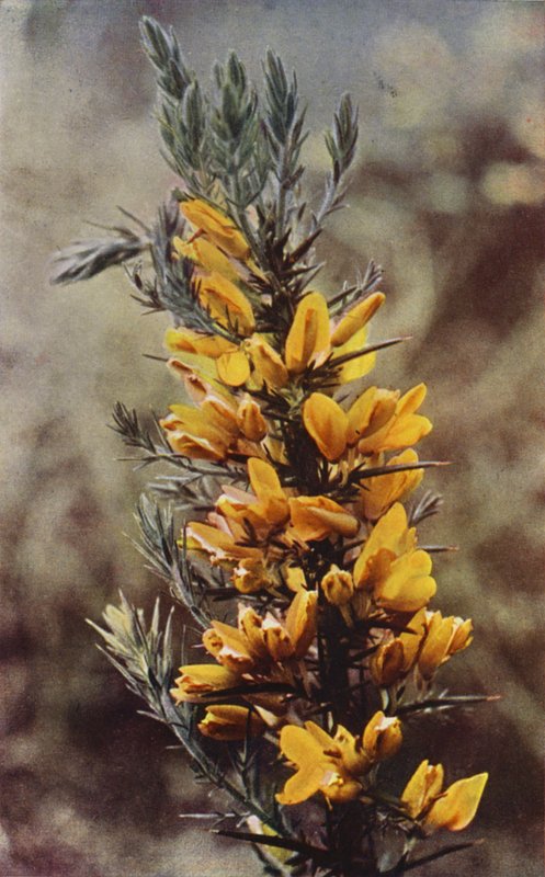 Villikukat: Gorse (värikuva) tekijältä Charles Essenhigh Corke