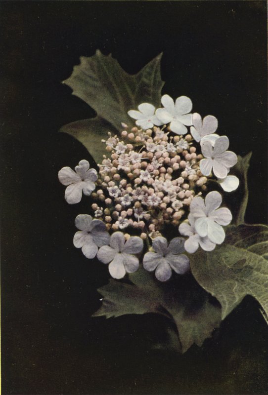 Flors silvestres: Guelder Rose (foto en color) finlandès tekijältä Charles Essenhigh Corke