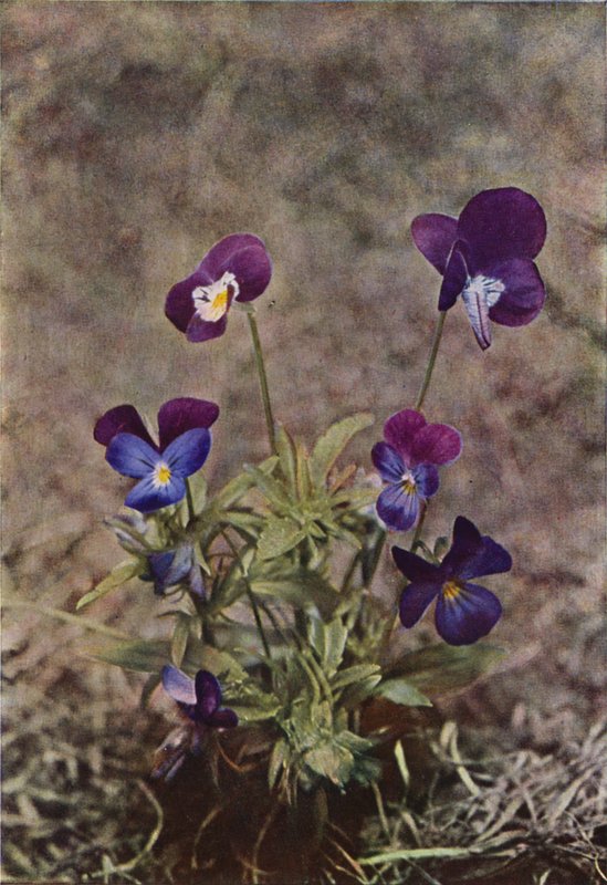 Villikukat: Heartsease (värikuva) tekijältä Charles Essenhigh Corke