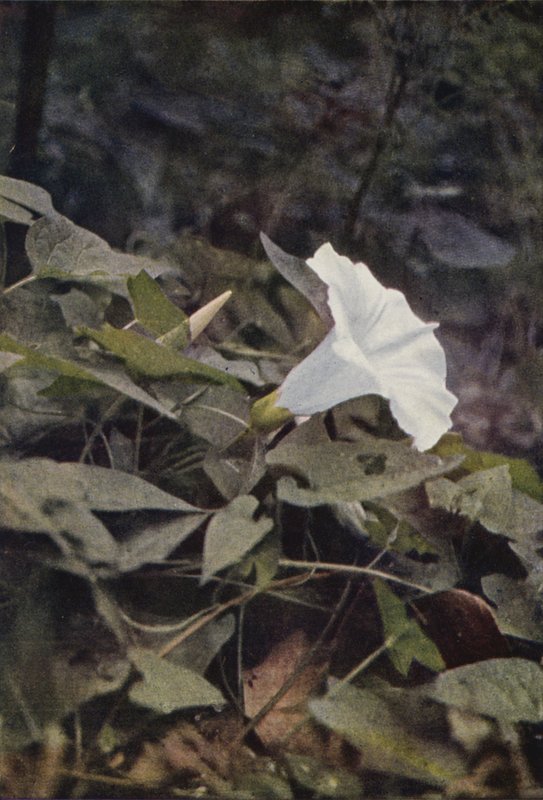Villikukat: Hedge Convolvulus (värikuva) tekijältä Charles Essenhigh Corke