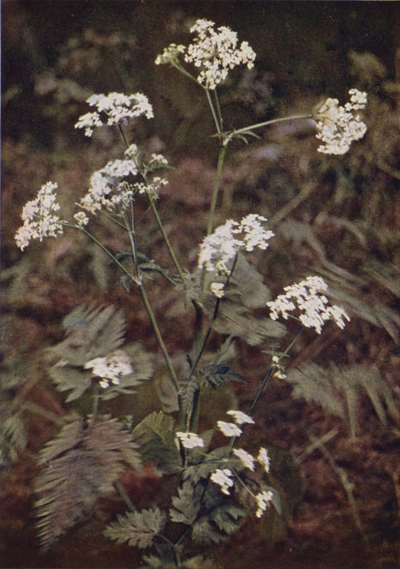 Villikukat: Hedge Persley (värikuva) tekijältä Charles Essenhigh Corke