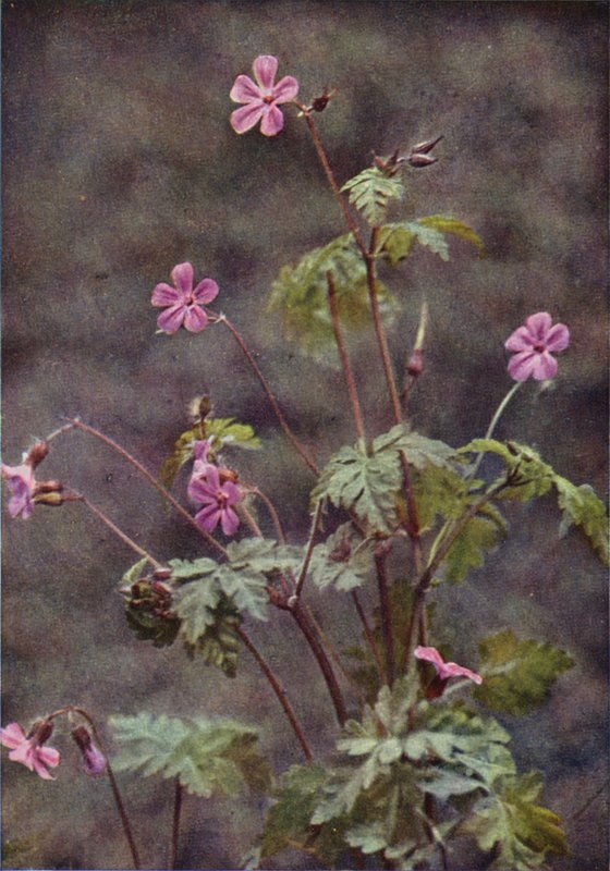 Villikukat: Herb Robert (värikuva) tekijältä Charles Essenhigh Corke
