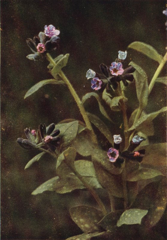 Villikukat: Lungwort (värikuva) tekijältä Charles Essenhigh Corke