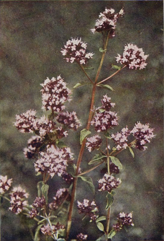 Flors silvestres: marduix (foto en color) finlandès tekijältä Charles Essenhigh Corke