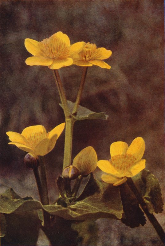 Villikukat: Marsh Marigold (värikuva) tekijältä Charles Essenhigh Corke